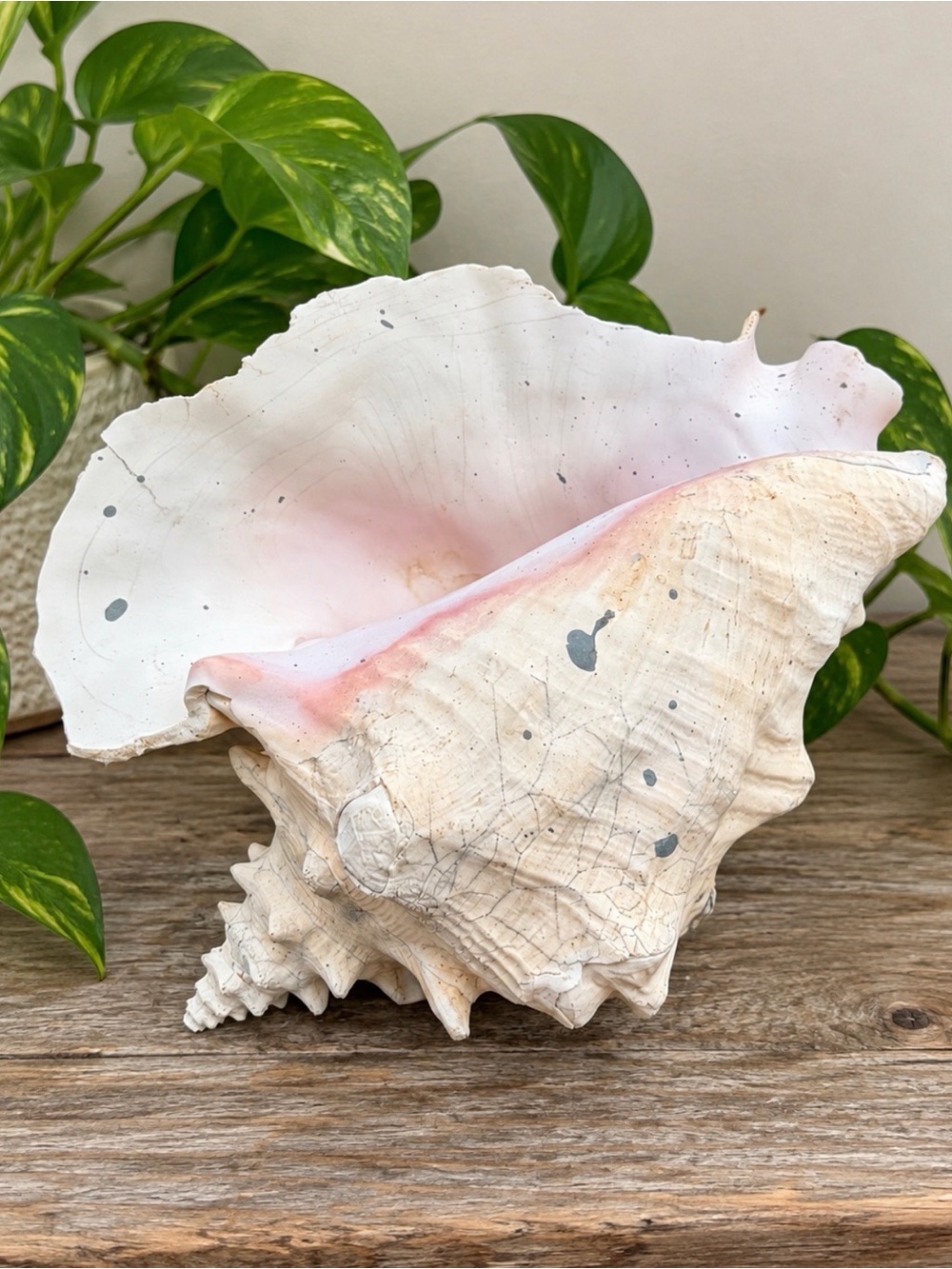 Queen Conch | Craft or Plant Holder Grade or Conch Jewelry Maker